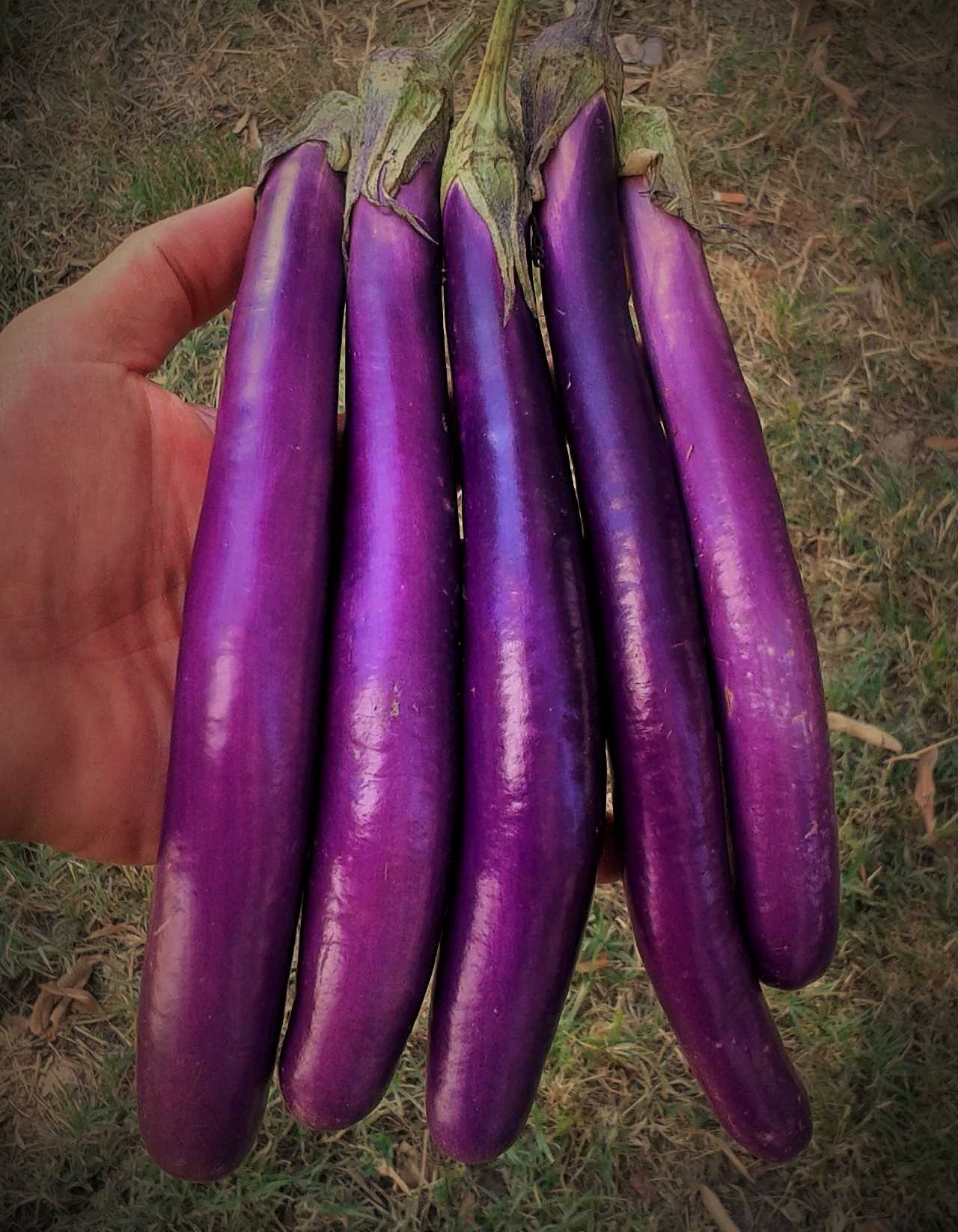 MELANZANA KAREENA NR.1000 SEMI